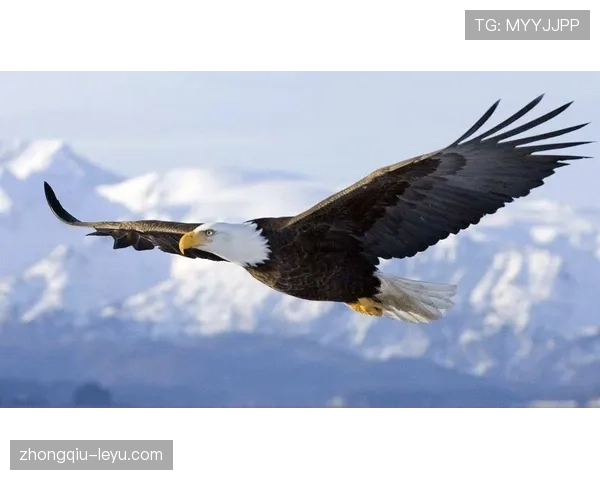 尼日利亚超级雄鹰状态回升，国际赛场再创佳绩引关注